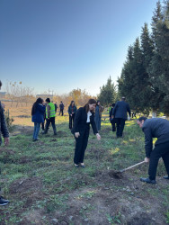 Horadiz şəhərində ağacəkmə aksiyası keçirildi!