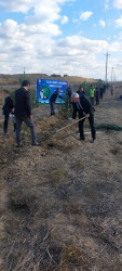 "Yaşıl dünya naminə həmrəylik ili" çərçivəsində Füzuli rayonunda ağacəkmə aksiyası davam edir