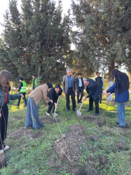 Horadiz şəhərində ağacəkmə aksiyası keçirildi!