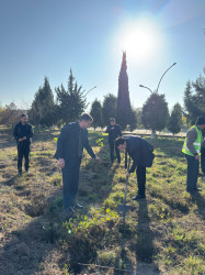 Horadiz şəhərində ağacəkmə aksiyası keçirildi!