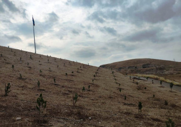 Füzuli rayonunda “Yaşıl dünya naminə həmrəylik ili” çərçivəsində ağacəkmə aksiyasına start verildi